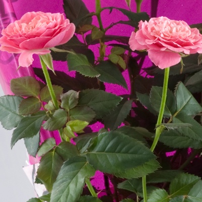 mini rose plant gift www.thegravesendflorist.co.uk